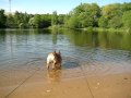 Французский бульдог сходит с ума на пляже.