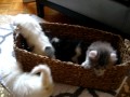 American Curl kittens 1 month old