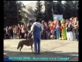 Wolf And Dog - ВОЛЭНД, новая порода собак
