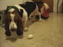 Boiled egg V's basset hound