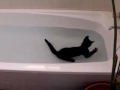 котенок, который любит воду