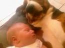 Basset dog with Baby