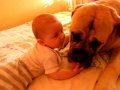 babysitter bullmastiff akino