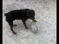 Ротвейлер катает снеговика