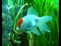 Аквариум - Золотая рыбка "Красная шапочка"