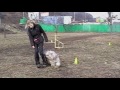 Bearded collie Varvara - Obedience & fun