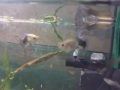 Беременная рыбка гуппи