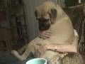 Bullmastiff scared of fireworks turns into lapdog.