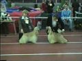 Dog show American cocker spaniel from Russia 13