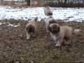 Кавказской овчарки щенки