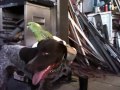 Parrot vs German Shorthair Pointer