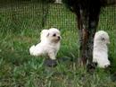 Bichon Frise puppies