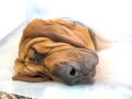 Snoring Bloodhound