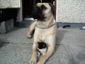 bullmastiff - "callie" and her kitten