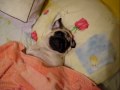 Мопс - смотреть со звуком / pug sleeps