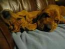 BLOODHOUND PUPPIES SNORING