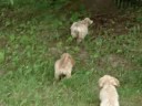 american cocker puppies of Helada Hill`s kennel