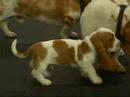 Basset Hound Party