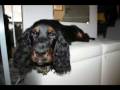 James, Gordon Setter, first four months