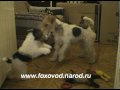 Щенки фокстерьера Бары Винси и Валли Wire Fox Terrier Puppies