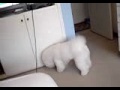 Bichon Frise 2