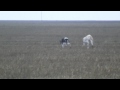 russian borzoi hunting_2010