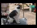 Тримминг фокстерьера. Wire Fox Terrier trimming