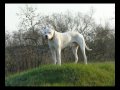 Argentinian dog, Аргентинский дог, Dogo Argentino