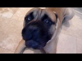 Lord Boycie the Bullmastiff singing