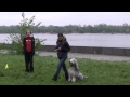 Obedience 1 competition - Dachshund then Bearded collie Kisses of Angel Winner of Hearts